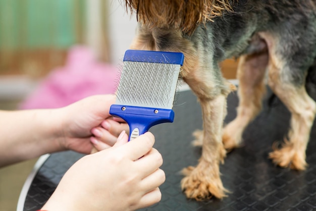 Peinar el cabello de un yorkshire terrier con un peine en un primer plano de salón de aseo