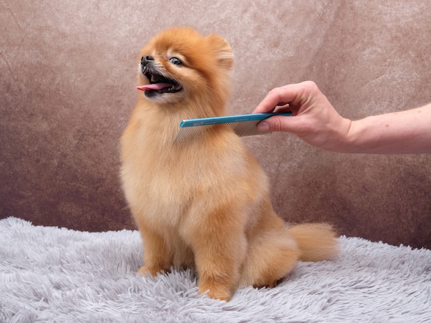 Peinar perros de cuidado del pelo de Pomerania. Un hermoso perro se sienta sobre una alfombra gris y disfruta cuidando su pelaje.