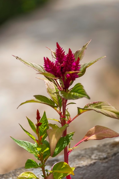 Peine de gallo Celosia cristata es una planta con flores con cresta originaria de la India. La planta lleva el nombre de su flor que se asemeja a la cabeza de un gallo.