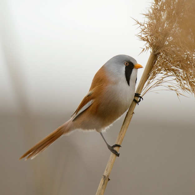 Peitos barbudos (Panurus biarmicus) sentado em uma bengala