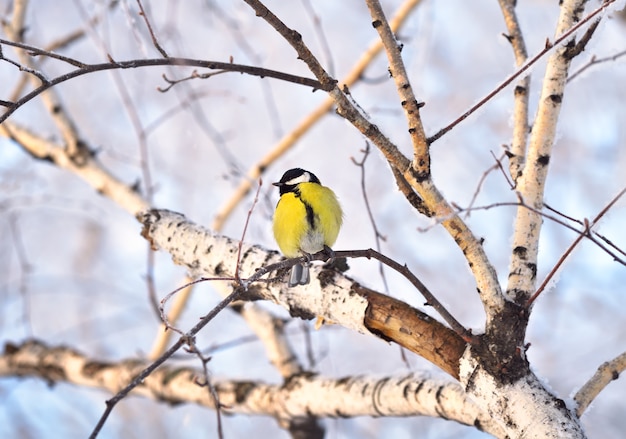 Peitos em um galho de bétula no inverno. O passarinho amarelo virou a cabeça para o lado