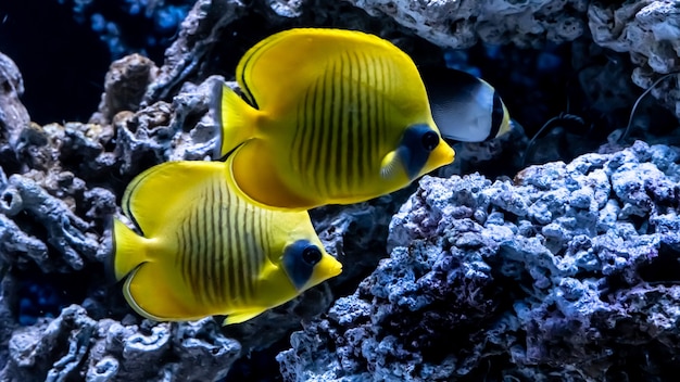 Peixe amarelo brilhante debaixo d'água no fundo do coral no mar vermelho. yellow tang zebrasoma flavescens.
