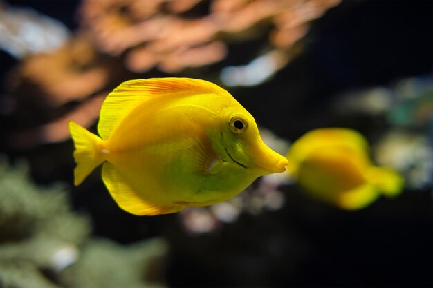 Peixe amarelo Zebrasoma flavescens debaixo d'água no mar