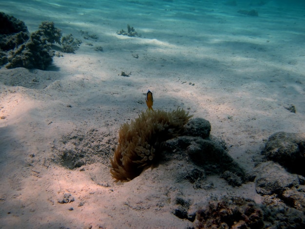 Foto peixe anêmona nemo olhando para as anêmonas do mar vermelho