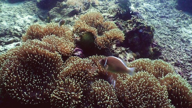 Peixe-anêmona-palhaço no recife de coral peixe tropical mundo subaquático mergulho e mergulho em recife de corais