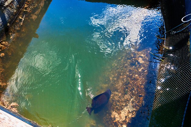 Peixe arraia em caixa de rede na fazenda de peixes