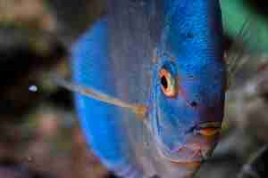 Foto peixe azul das espigas symphysodon discus em aquário conceito de aquário de água doce