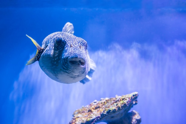 Peixe baiacu Fugu Arothron Hispidus no aquário como fundo da vida marinha subaquática da natureza