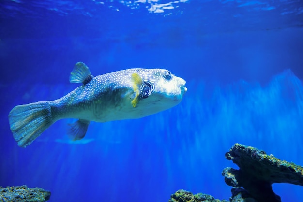 Peixe baiacu Fugu Arothron Hispidus no aquário como fundo de vida marinha subaquática da natureza