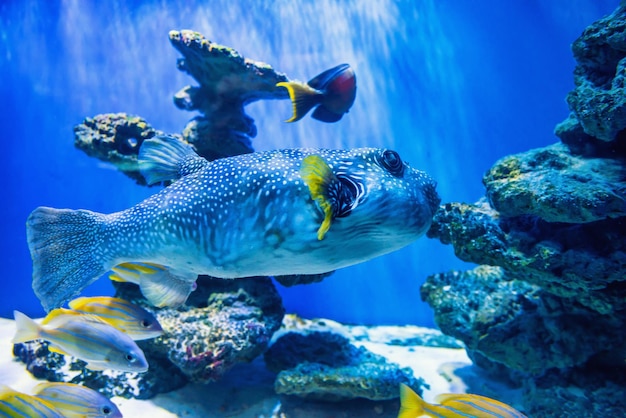 Peixe baiacu Fugu Arothron Hispidus no aquário como fundo de vida marinha subaquática da natureza