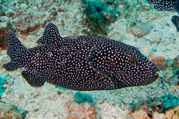 Peixe-balão preto branco manchado