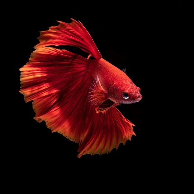 peixe beta vermelho em fundo preto sólido