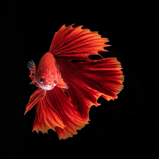 peixe beta vermelho em fundo preto sólido