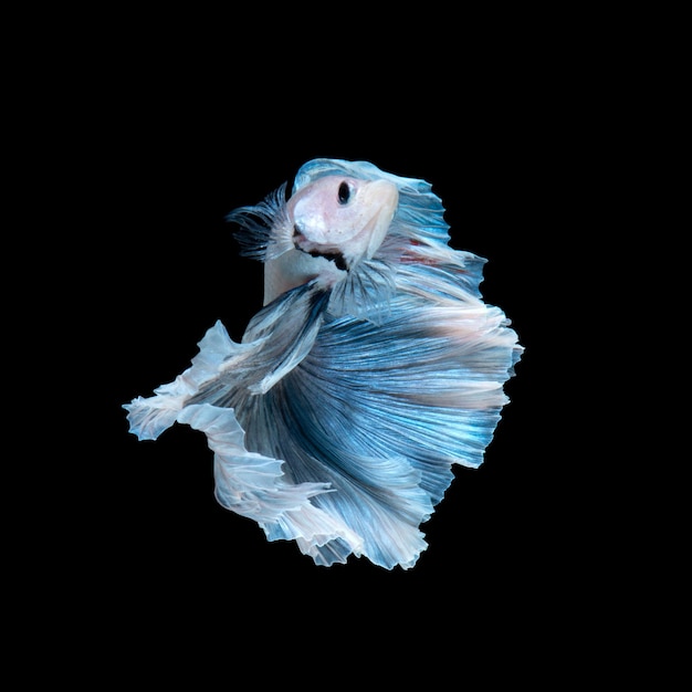 Peixe betta azul