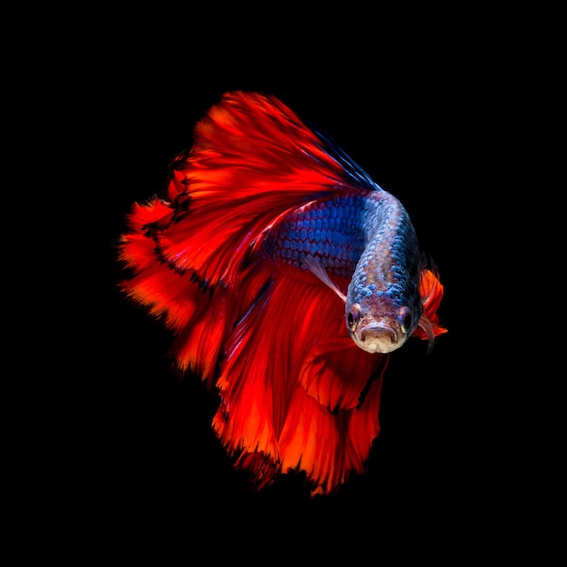 Peixe Betta colorido, peixe-lutador-siamês em movimento isolado no fundo preto.