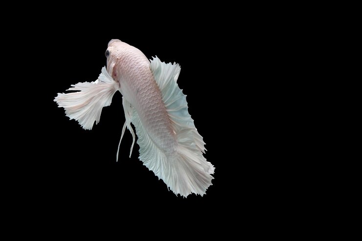 Foto peixe betta da meia-lua branca