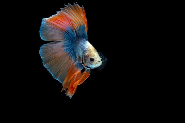 Peixe betta de meia-lua de cauda dupla azul laranja peixe betta extravagante