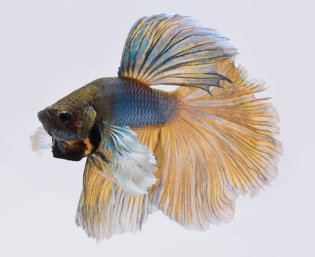 peixe betta de meia-lua, peixe-lutador-siamês, betta splendens