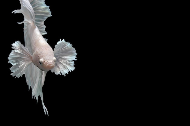 Foto peixe betta de orelha branca de platina meia lua dumbo