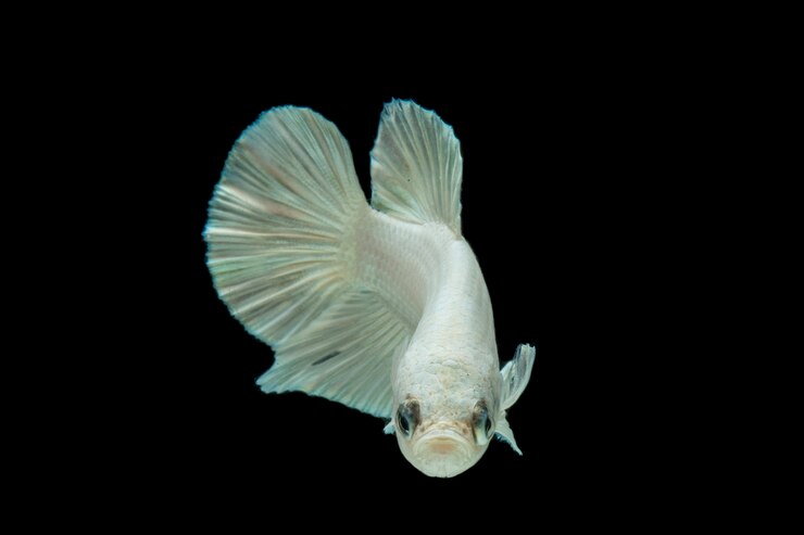Foto peixe betta de platina branca, peixe lutador siamês no preto