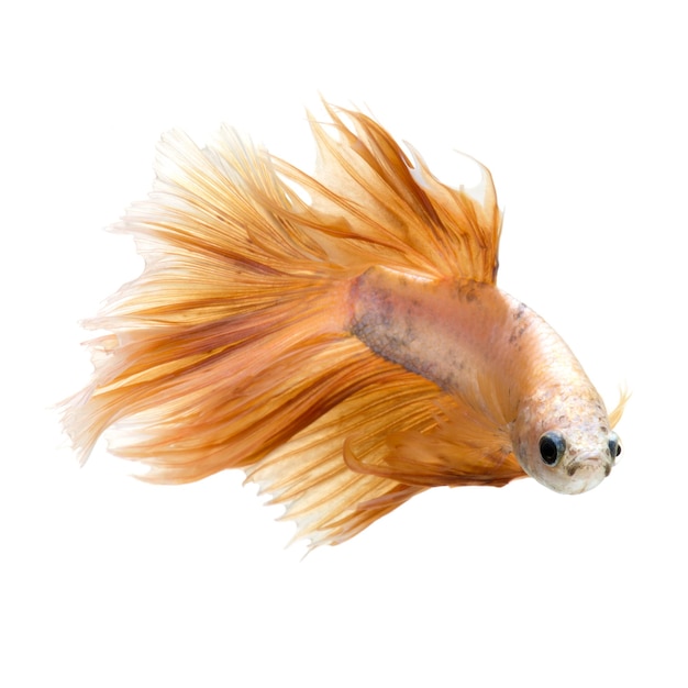 Peixe Betta em fundo branco