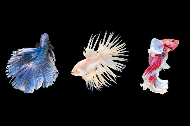 Peixe Betta Espumante três peixes-lutadores-siameses betta splendens Halfmoon betta