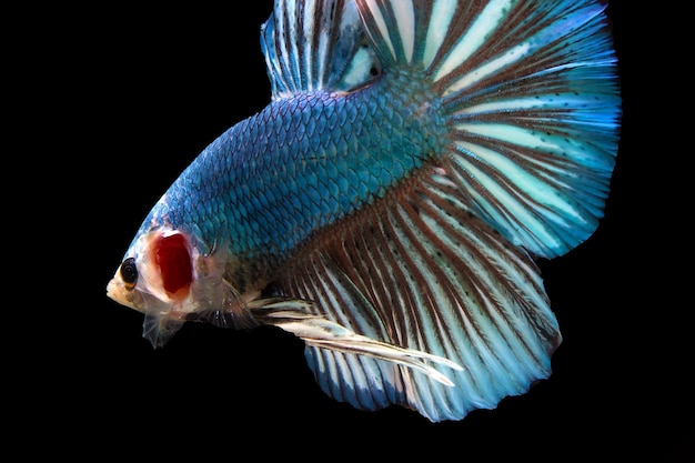 Peixe betta gigante azul monstro