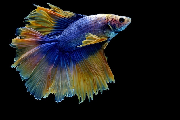 Foto peixe betta meia-lua de cauda dupla amarela azul