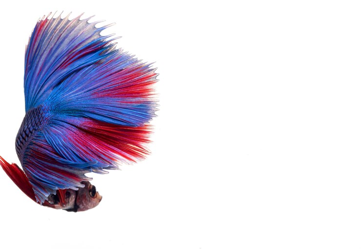 Peixe betta meia-lua, peixe lutador siamês, betta splendens