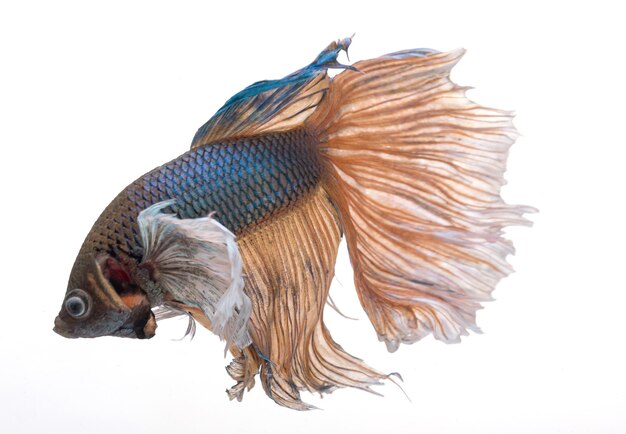 Peixe betta meia-lua, peixe lutador siamês, betta splendens