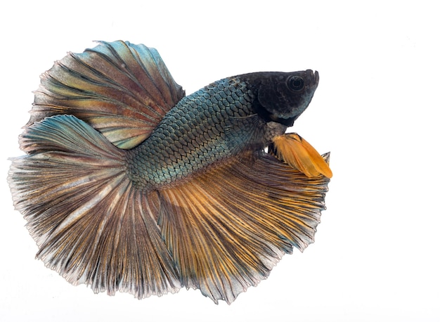 Peixe betta meia-lua, peixe lutador siamês, betta splendens