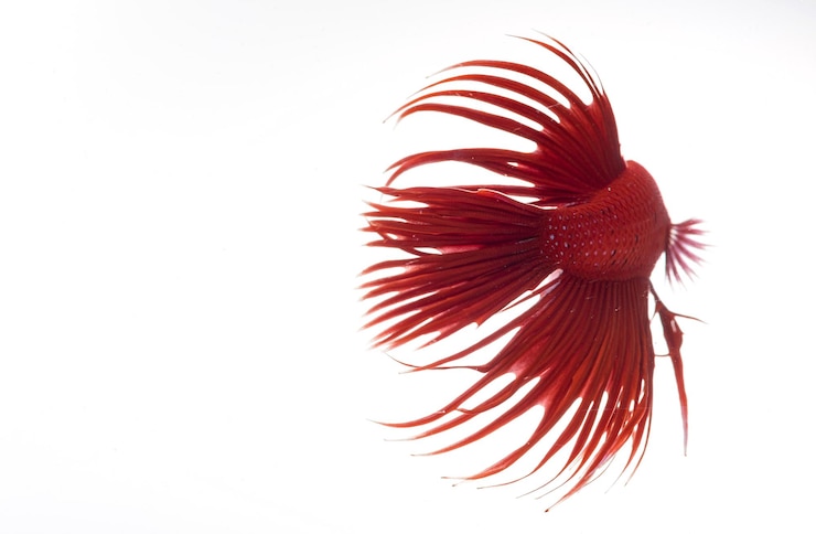 Foto peixe betta meia-lua peixe-lutador-siamês betta splendens