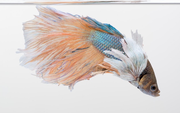 Peixe betta meia-lua peixe-lutador-siamês betta splendens