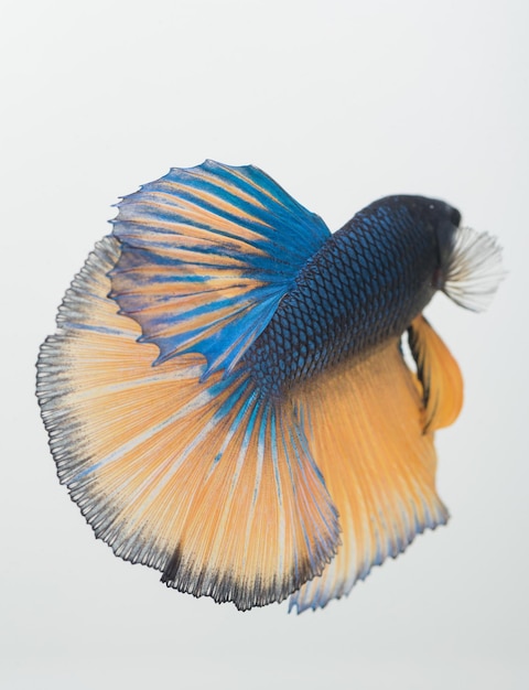 Peixe betta meia-lua peixe-lutador-siamês betta splendens