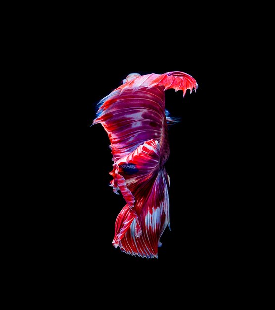 Foto peixe betta peixe de luta siamês betta splendens isolado em fundo preto