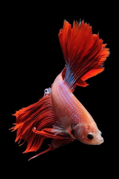 Peixe betta peixe-lutador-siamês betta splendens isolado em fundo preto peixe em fundo preto