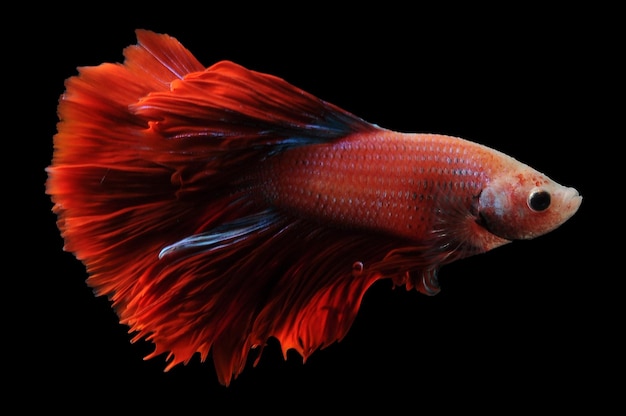 Peixe betta peixe-lutador-siamês betta splendens isolado em fundo preto peixe em fundo preto