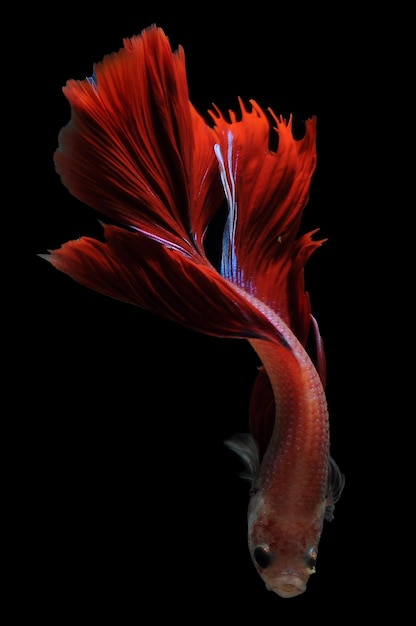 Peixe betta peixe-lutador-siamês betta splendens isolado em fundo preto peixe em fundo preto