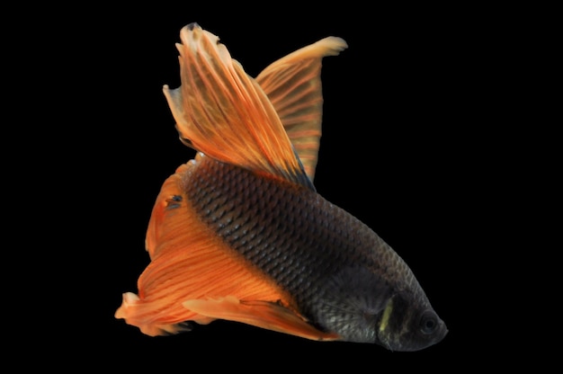 Peixe betta peixe-lutador-siamês betta splendens isolado em fundo preto peixe em fundo preto