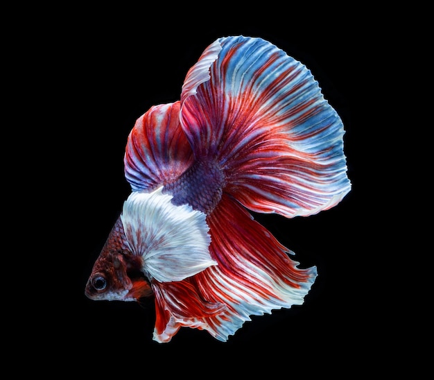 Peixe betta peixe-lutador-siamês betta splendens isolado em fundo preto