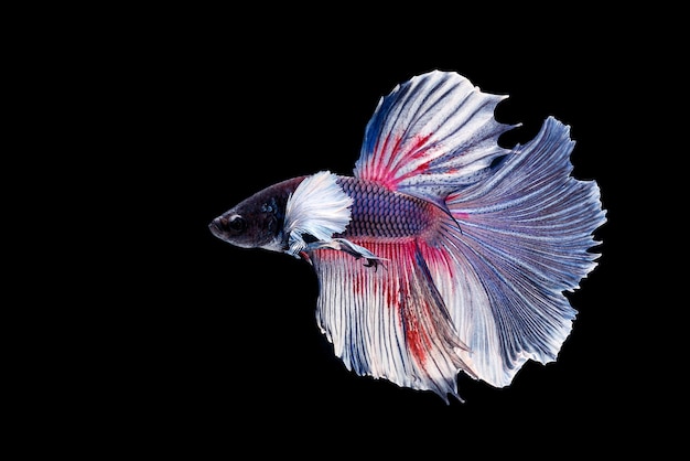 Peixe betta peixe-lutador-siamês betta splendens isolado em fundo preto