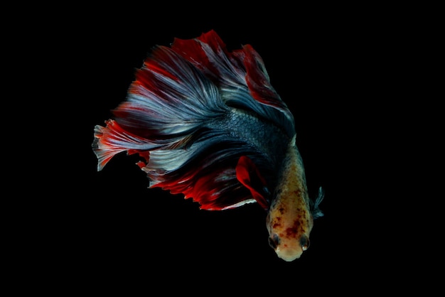 Peixe Betta, peixe-lutador-siamês isolado em fundo preto, animal colorido