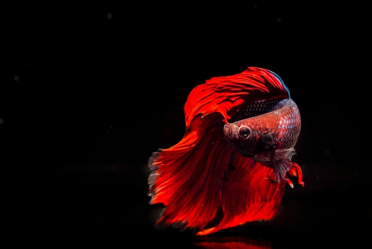 Foto peixe betta vermelho ou peixe de luta isolado em fundo preto