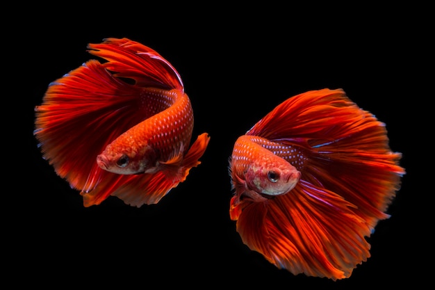 Peixe betta vermelho, peixe-lutador-siamês em fundo preto Peixe betta vermelho, peixe-lutador-siamês em fundo preto