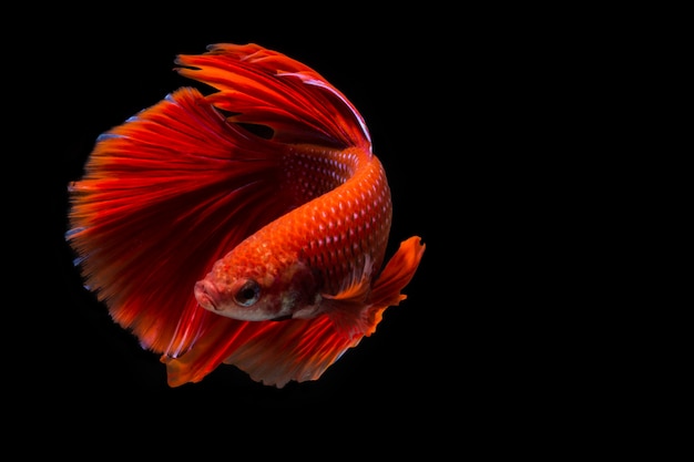 Peixe betta vermelho, peixe-lutador-siamês em fundo preto