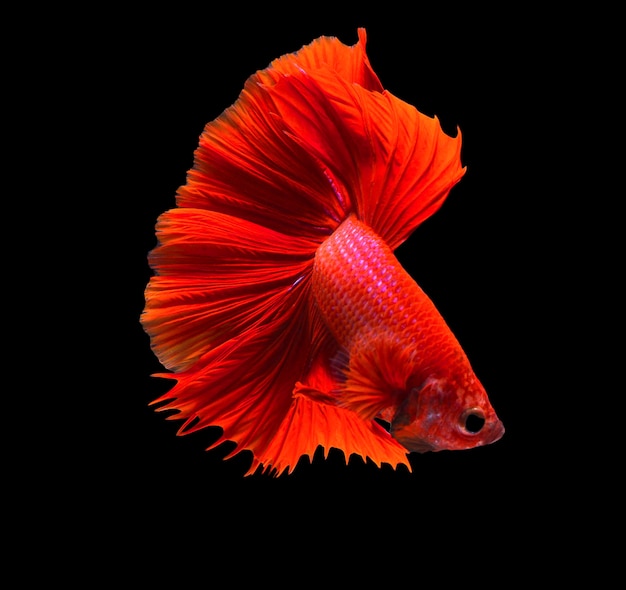 peixe betta vermelho