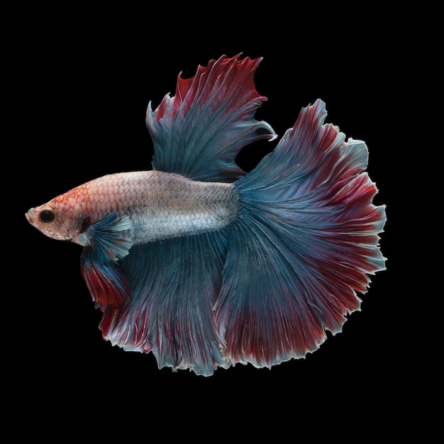 Peixe Betta