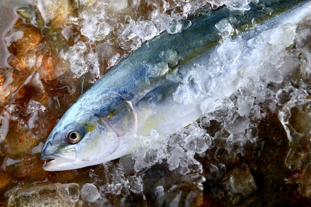 Foto peixe-boi jovem ou buri.