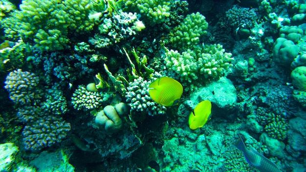 Peixe borboleta, Chaetodon semilarvatus. os peixes se alimentam no recife.