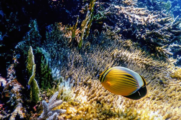 Peixe-borboleta de cauda preta (Chaetodon austriacus) Peixe-borboleta pólipo, peixe coral, águas tropicais, vida marinha